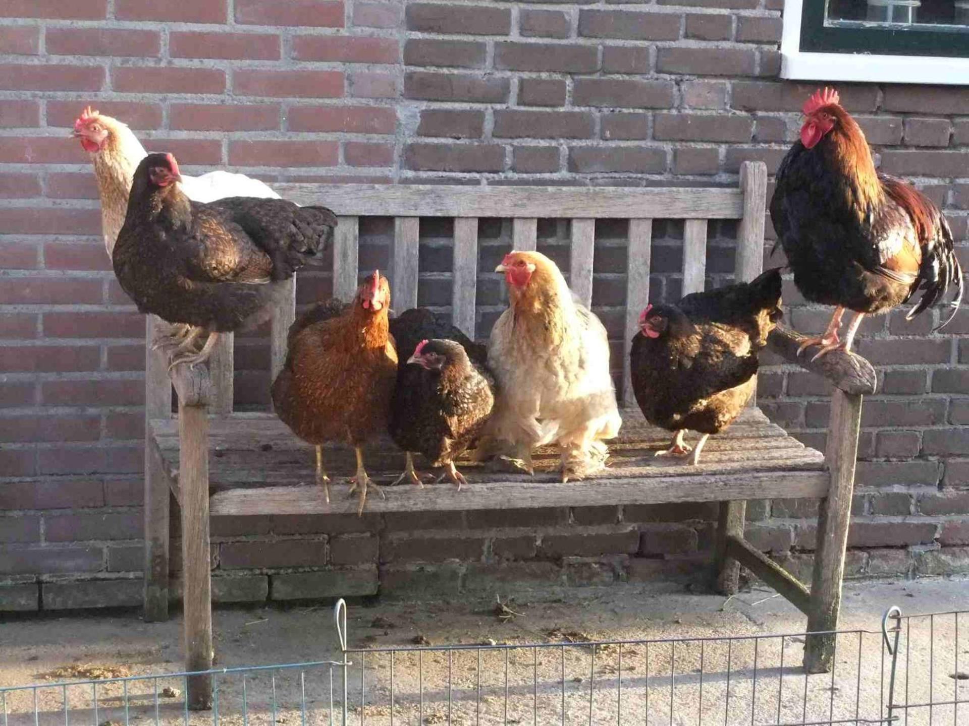Hofstay195 Achterveld المظهر الخارجي الصورة