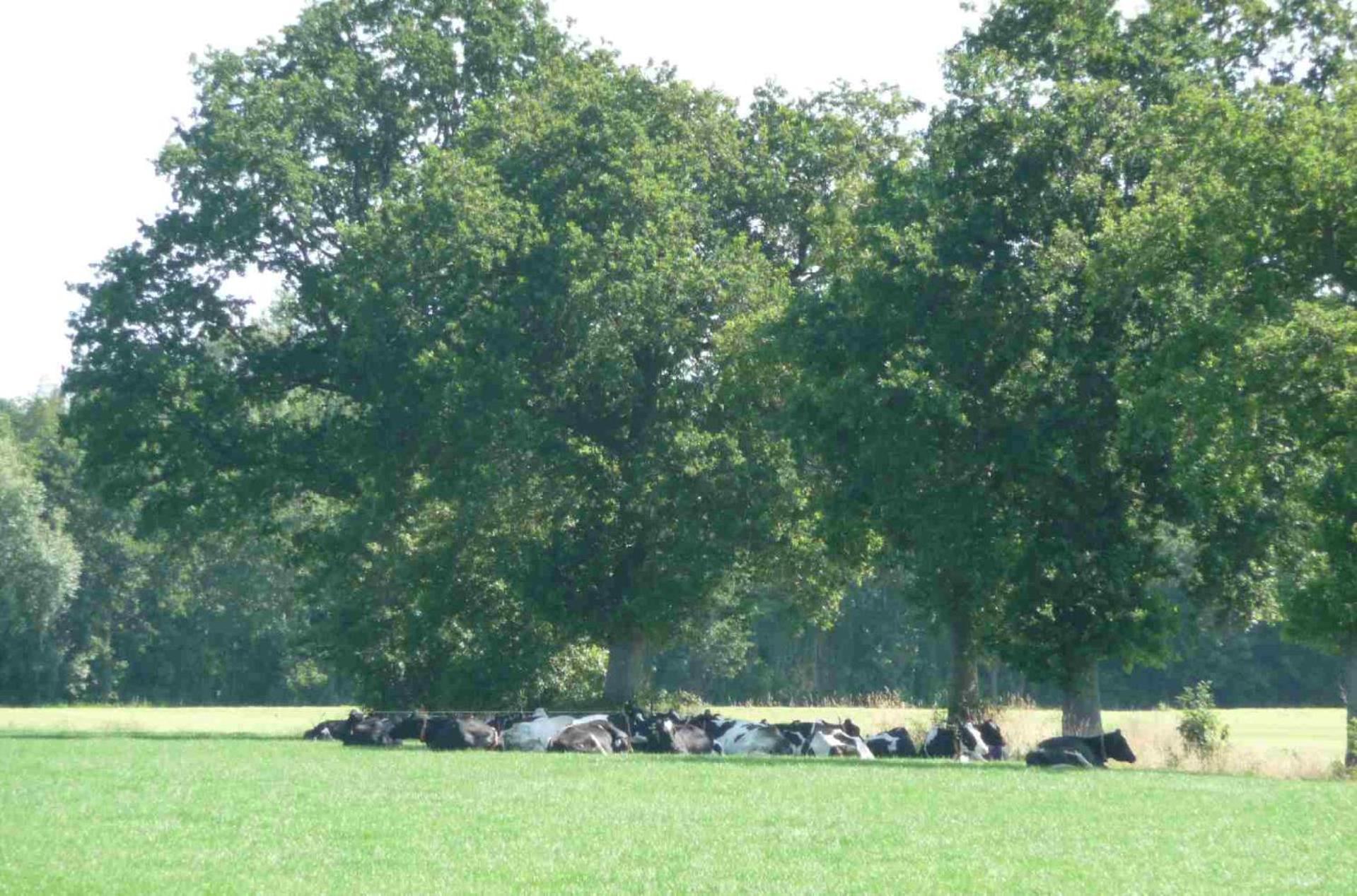 Hofstay195 Achterveld المظهر الخارجي الصورة